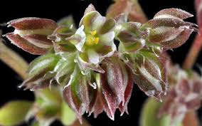 Attēlu rezultāti vaicājumam “Drepanocladus aduncus var. polycarpon”