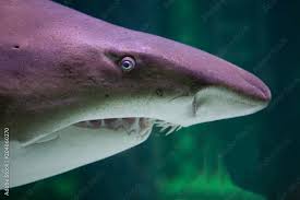 Image result for Carcharias