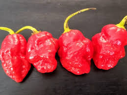 Afbeeldingsresultaat voor 7 pot hot pepper