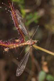 Attēlu rezultāti vaicājumam “Tipulidae”