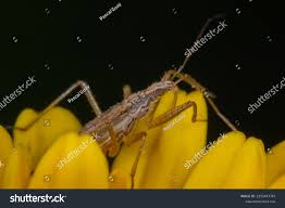 Attēlu rezultāti vaicājumam “Nabis limbatus”