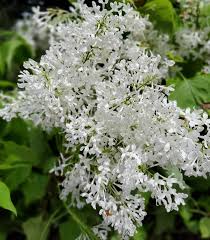 Attēlu rezultāti vaicājumam “Syringa vulgaris”