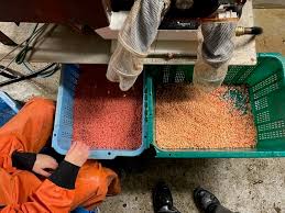 Attēlu rezultāti vaicājumam “Crex crex eggs”