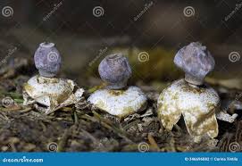 Attēlu rezultāti vaicājumam “Geastrum quadrifidum”