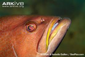 Image result for Mycteroperca interstitialis