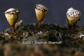 Attēlu rezultāti vaicājumam “Craterium minutum”