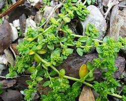 Attēlu rezultāti vaicājumam “Herniaria glabra flower”