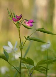 Attēlu rezultāti vaicājumam “Lathyrus vernus”