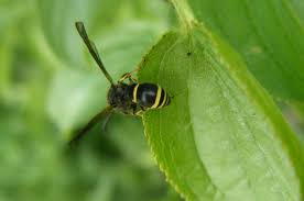 Attēlu rezultāti vaicājumam “Ancistrocerus sp. male”