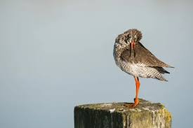 Attēlu rezultāti vaicājumam “Tringa totanus adult”