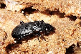 Attēlu rezultāti vaicājumam “Pterostichus sp.”