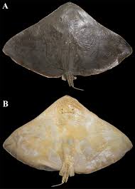 Image result for Gymnura natalensis