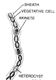 Attēlu rezultāti vaicājumam “Nostoc commune cells”