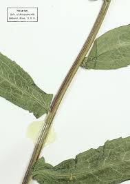 Attēlu rezultāti vaicājumam “Centaurea phrygia bud”