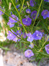 Attēlu rezultāti vaicājumam “Campanula rotundifolia”