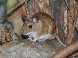 Attēlu rezultāti vaicājumam “Apodemus flavicollis”