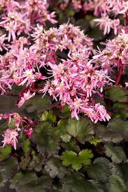 Attēlu rezultāti vaicājumam “Saxifraga cymbalaria fruit”