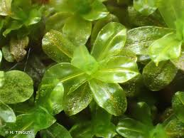 Attēlu rezultāti vaicājumam “Syntrichia latifolia”