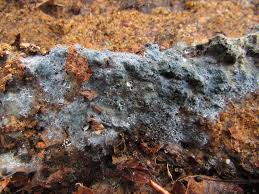 Attēlu rezultāti vaicājumam “Byssocorticium atrovirens”