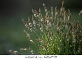 Attēlu rezultāti vaicājumam “Carex cespitosa flower”
