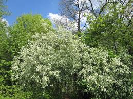 Attēlu rezultāti vaicājumam “Prunus padus var. roseiflora”