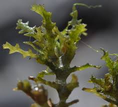 Attēlu rezultāti vaicājumam “Najas major”