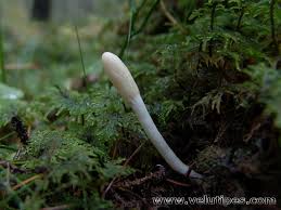 Attēlu rezultāti vaicājumam “Podostroma leucopus”