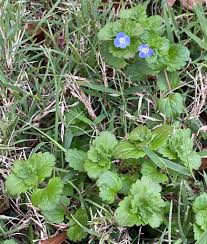 Attēlu rezultāti vaicājumam “Veronica agrestis flower”