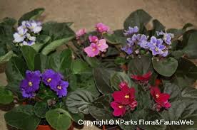 Image result for Saintpaulia ionantha Culitvar