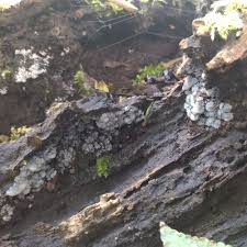 Attēlu rezultāti vaicājumam “Ceratiomyxa fruticulosa plasmodium”