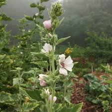 Image result for Althaea officinalis