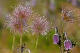 Attēlu rezultāti vaicājumam “Pulsatilla pratensis fruit”