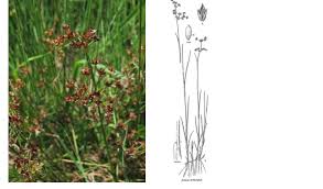 Attēlu rezultāti vaicājumam “Juncus alpinoarticulatus leaf”