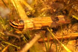 Attēlu rezultāti vaicājumam “Phryganeidae”