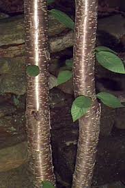 Attēlu rezultāti vaicājumam “Betula alleghaniensis”