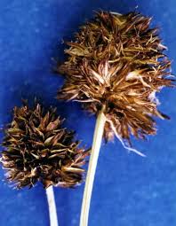 Attēlu rezultāti vaicājumam “Carex viridula flower”