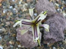 Attēlu rezultāti vaicājumam “Iris rosenbachiana”