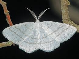 Attēlu rezultāti vaicājumam “Cabera pusaria”