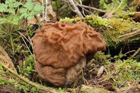 Attēlu rezultāti vaicājumam “Gyromitra gigas”