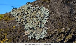 Attēlu rezultāti vaicājumam “Parmelia submontana”