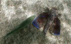Image result for Dactylopterus volitans