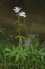 Attēlu rezultāti vaicājumam “Cardamine bulbifera”