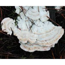 Attēlu rezultāti vaicājumam “Postia guttulata”