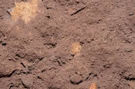 Attēlu rezultāti vaicājumam “Fuligo septica cf. septica”