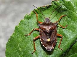 Attēlu rezultāti vaicājumam “Pentatoma rufipes”