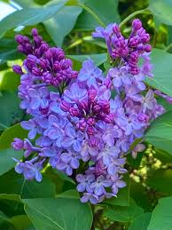 Attēlu rezultāti vaicājumam “Syringa vulgaris flower”