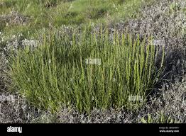 Attēlu rezultāti vaicājumam “Triglochin maritimum”