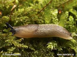 Attēlu rezultāti vaicājumam “Arion lusitanicus”