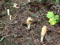 Attēlu rezultāti vaicājumam “Podostroma leucopus”