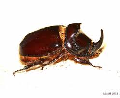 Attēlu rezultāti vaicājumam “Oryctes nasicornis male”